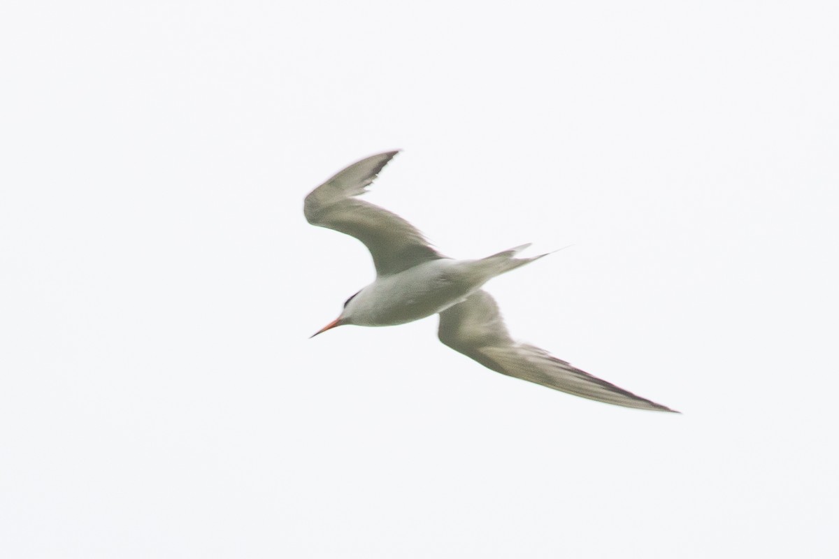 Forster's Tern - ML639982608