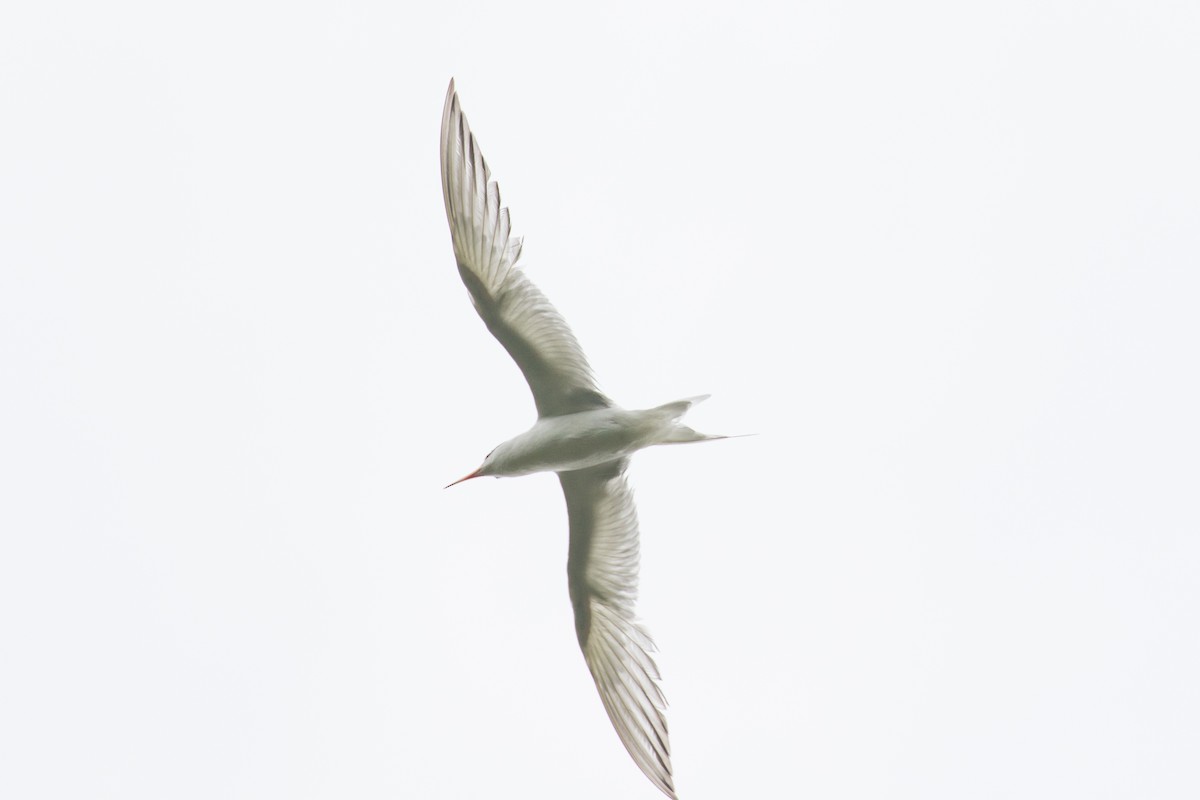 Forster's Tern - ML639982609