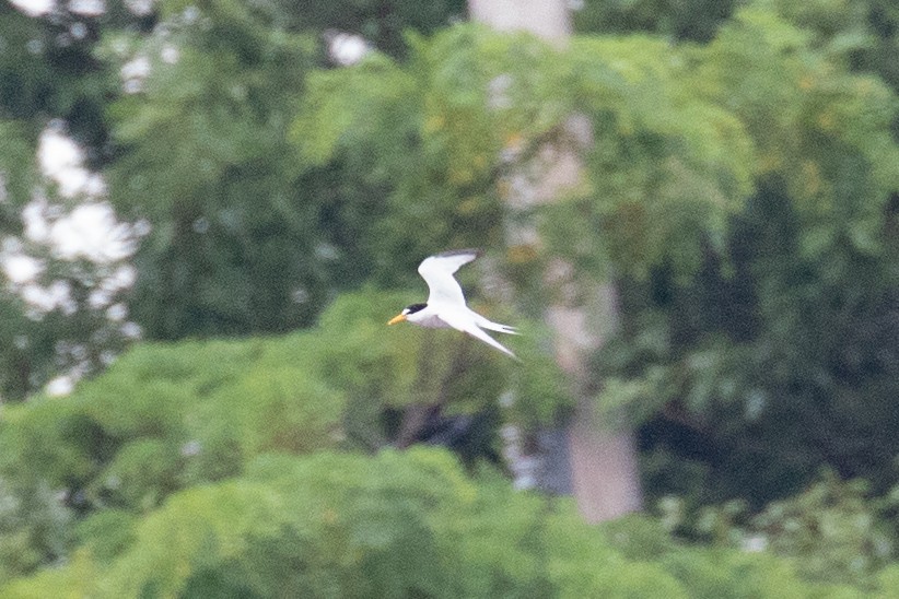 Least Tern - ML639982612