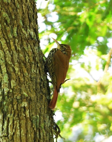 Scaled Woodcreeper (Scaled) - ML639982622