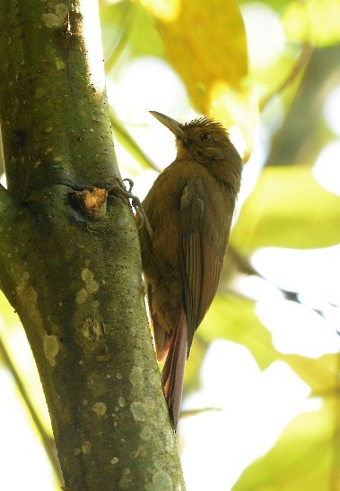 Plain-winged Woodcreeper (Plain-winged) - ML639982624