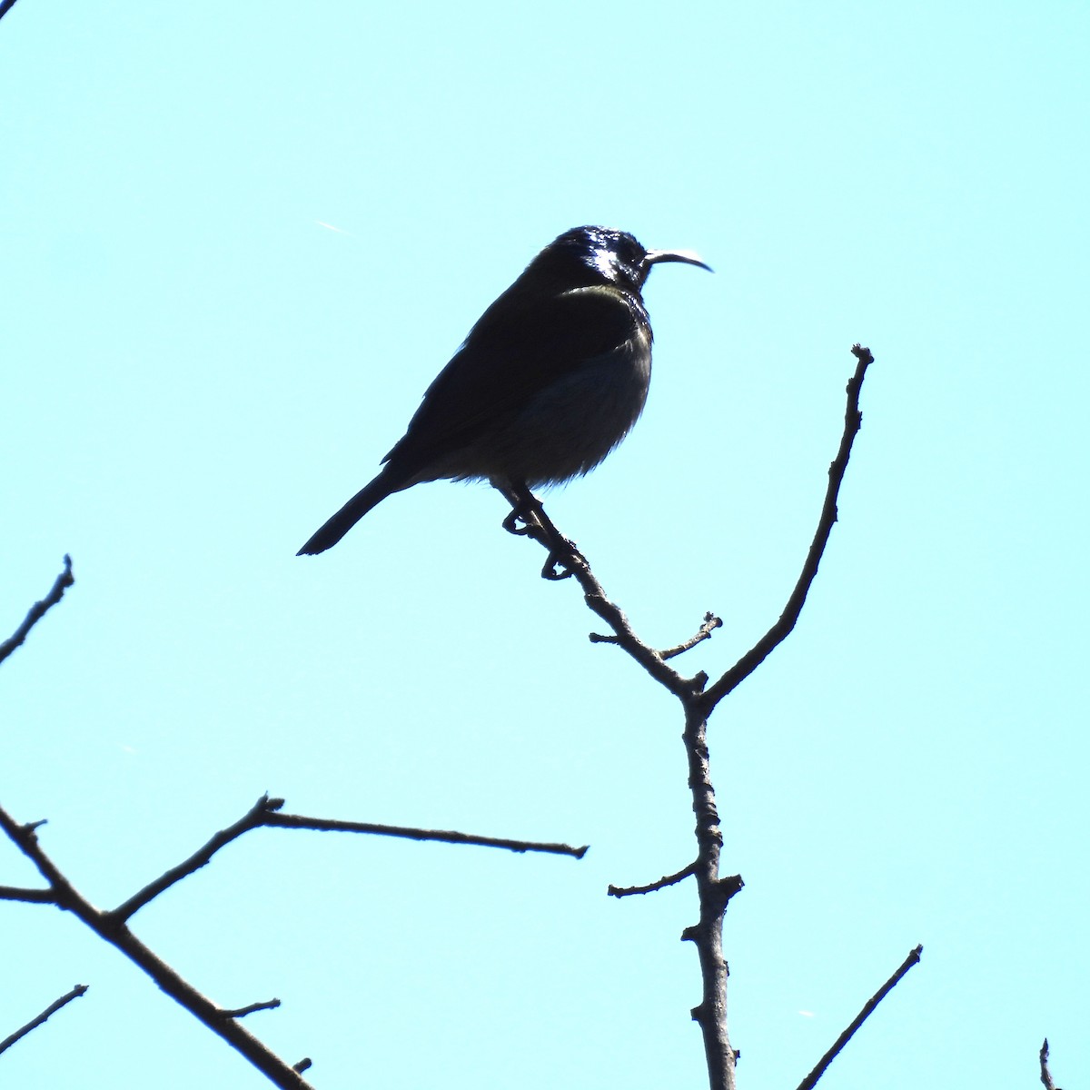Green-headed Sunbird - ML639982627