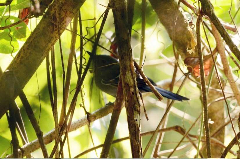 Rio de Janeiro Antbird - ML639982631