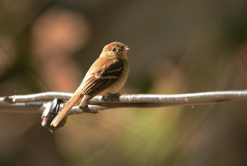 Euler's Flycatcher - ML639982635