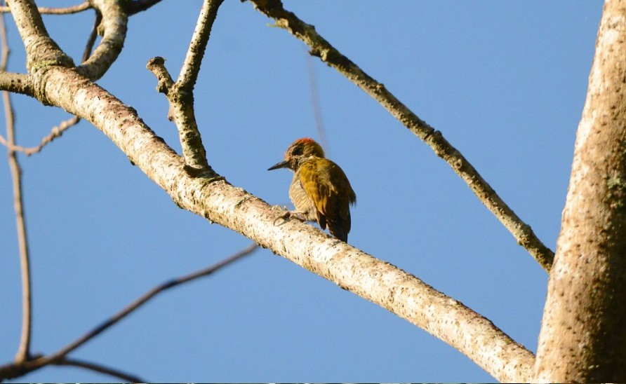 Yellow-eared Woodpecker - ML639982642