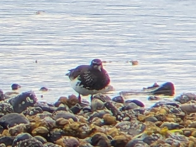 Black Turnstone - ML639982645