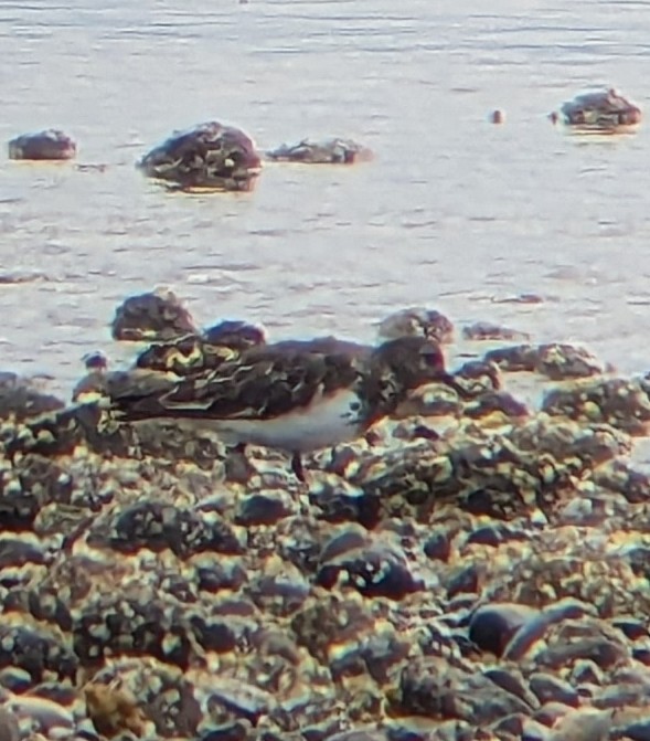 Black Turnstone - ML639982655
