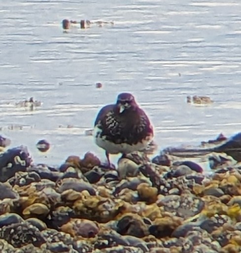 Black Turnstone - ML639982656
