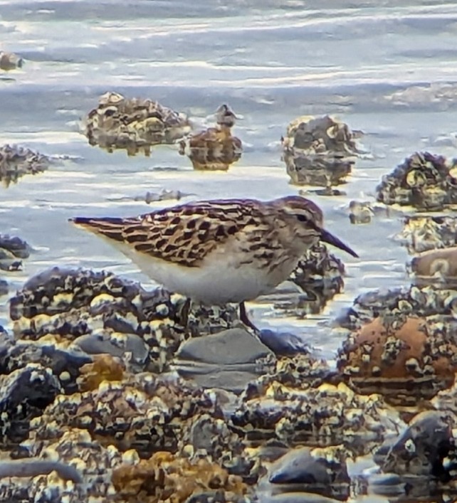 Least Sandpiper - ML639982688