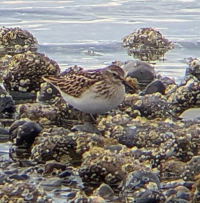 Least Sandpiper - ML639982689