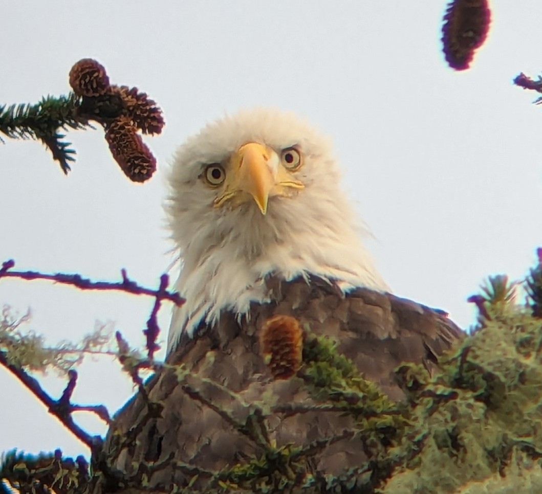 Bald Eagle - ML639982698