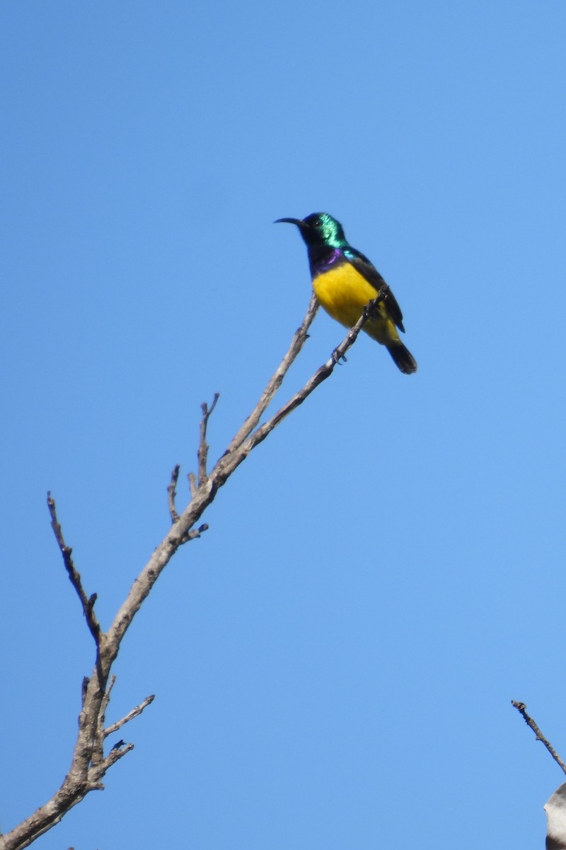 Variable Sunbird - ML639982709