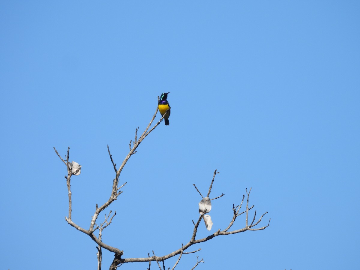 Variable Sunbird - ML639982720