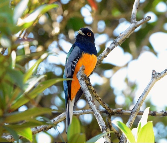 Surucua Trogon (Orange-bellied) - ML639982733