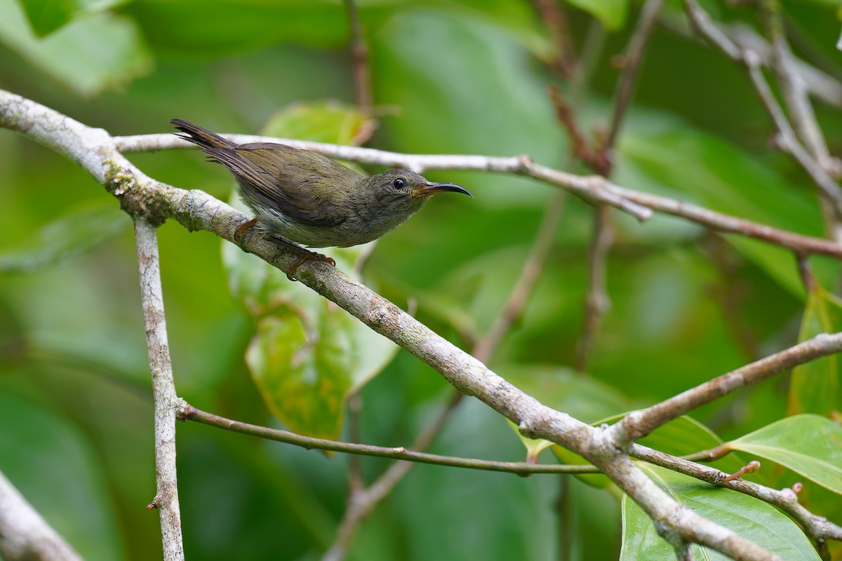 Black-throated Sunbird - ML639982734