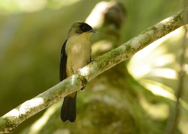 Black-goggled Tanager - ML639982739