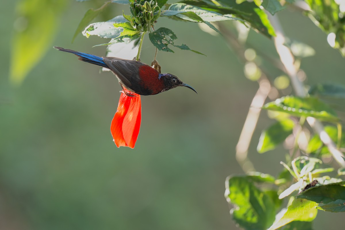 Black-throated Sunbird - ML639982748