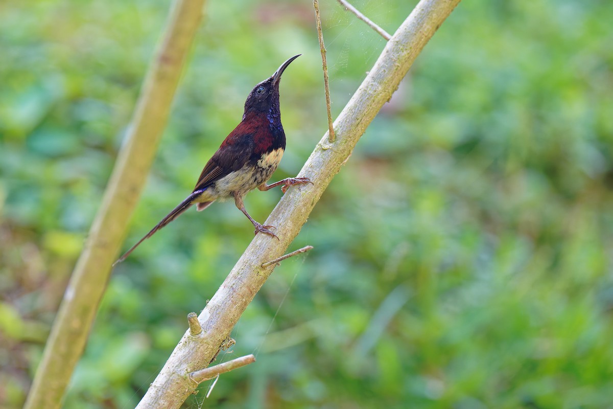 Black-throated Sunbird - ML639982749