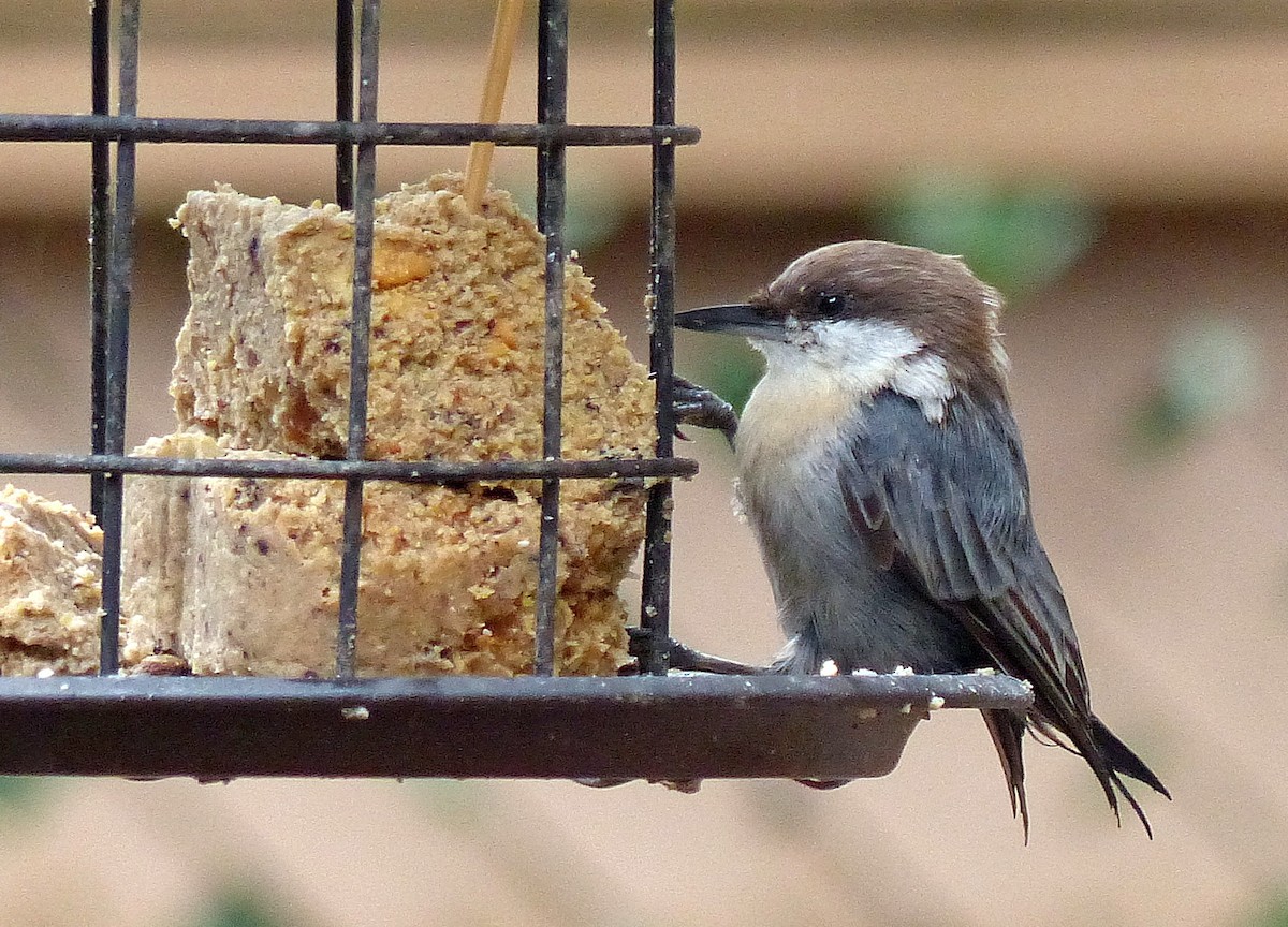 Brown-headed Nuthatch - ML639982752