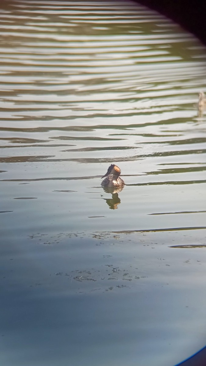 Great Crested Grebe - ML639982758