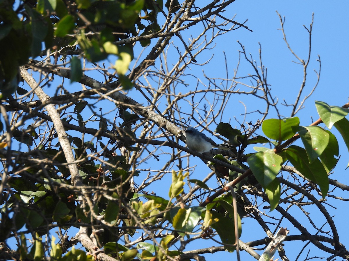 White-tailed Blue Flycatcher - ML639982766