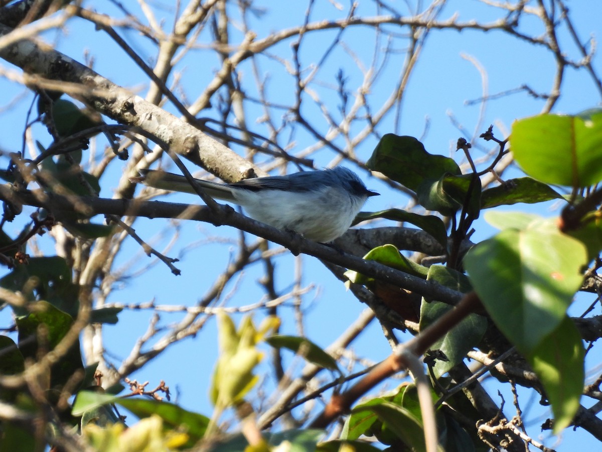 White-tailed Blue Flycatcher - ML639982768