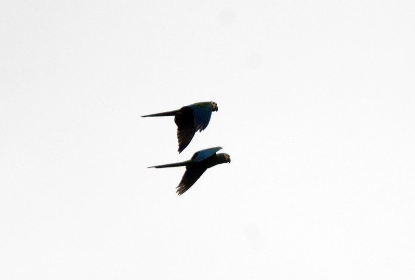 Blue-winged Macaw - ML639982775