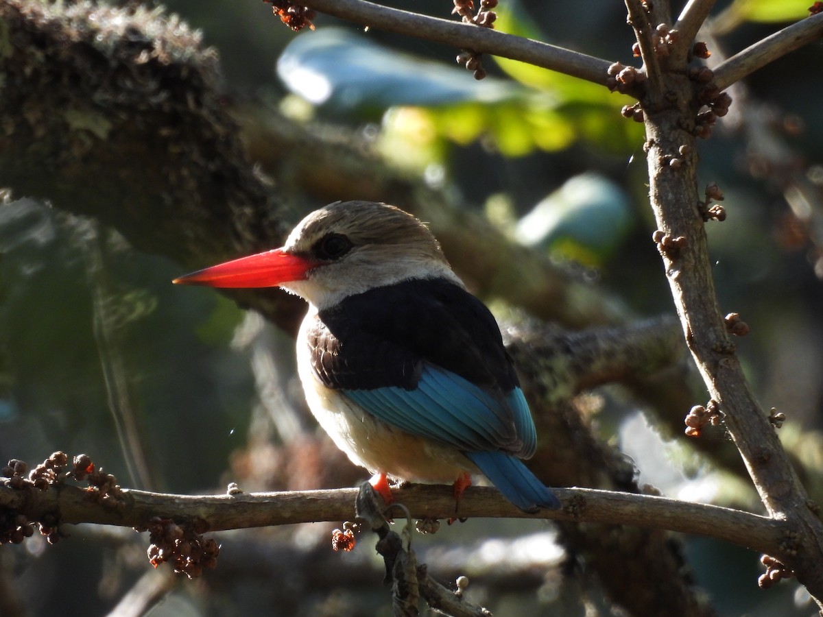 Brown-hooded Kingfisher - ML639982790