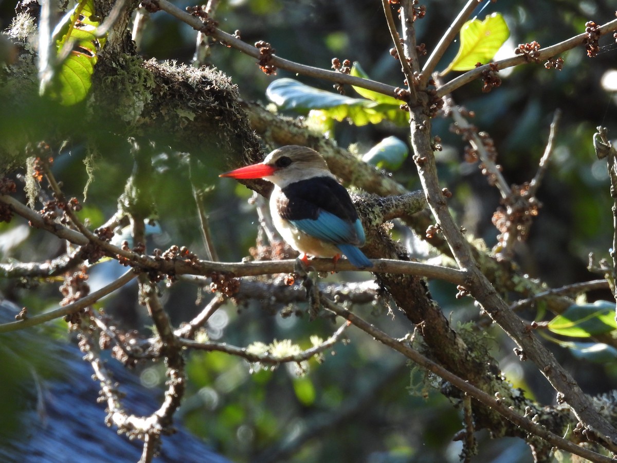 Brown-hooded Kingfisher - ML639982793