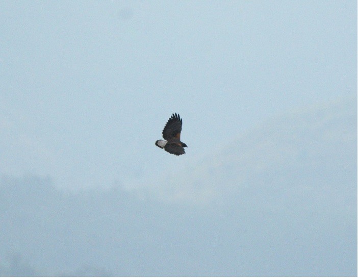 White-tailed Hawk - ML639982836
