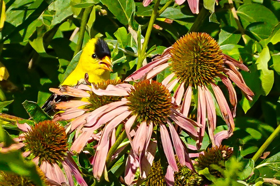 American Goldfinch - ML639982855
