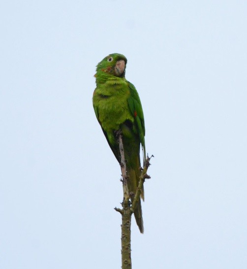 White-eyed Parakeet - ML639982877