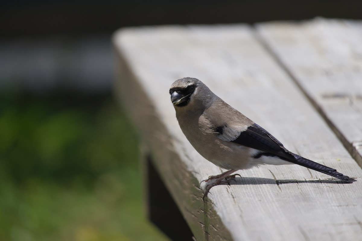Taiwan Bullfinch - ML639982897