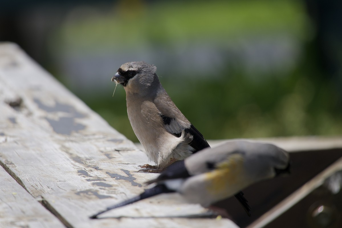 Taiwan Bullfinch - ML639982898