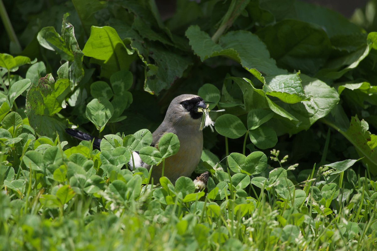 Taiwan Bullfinch - ML639982899