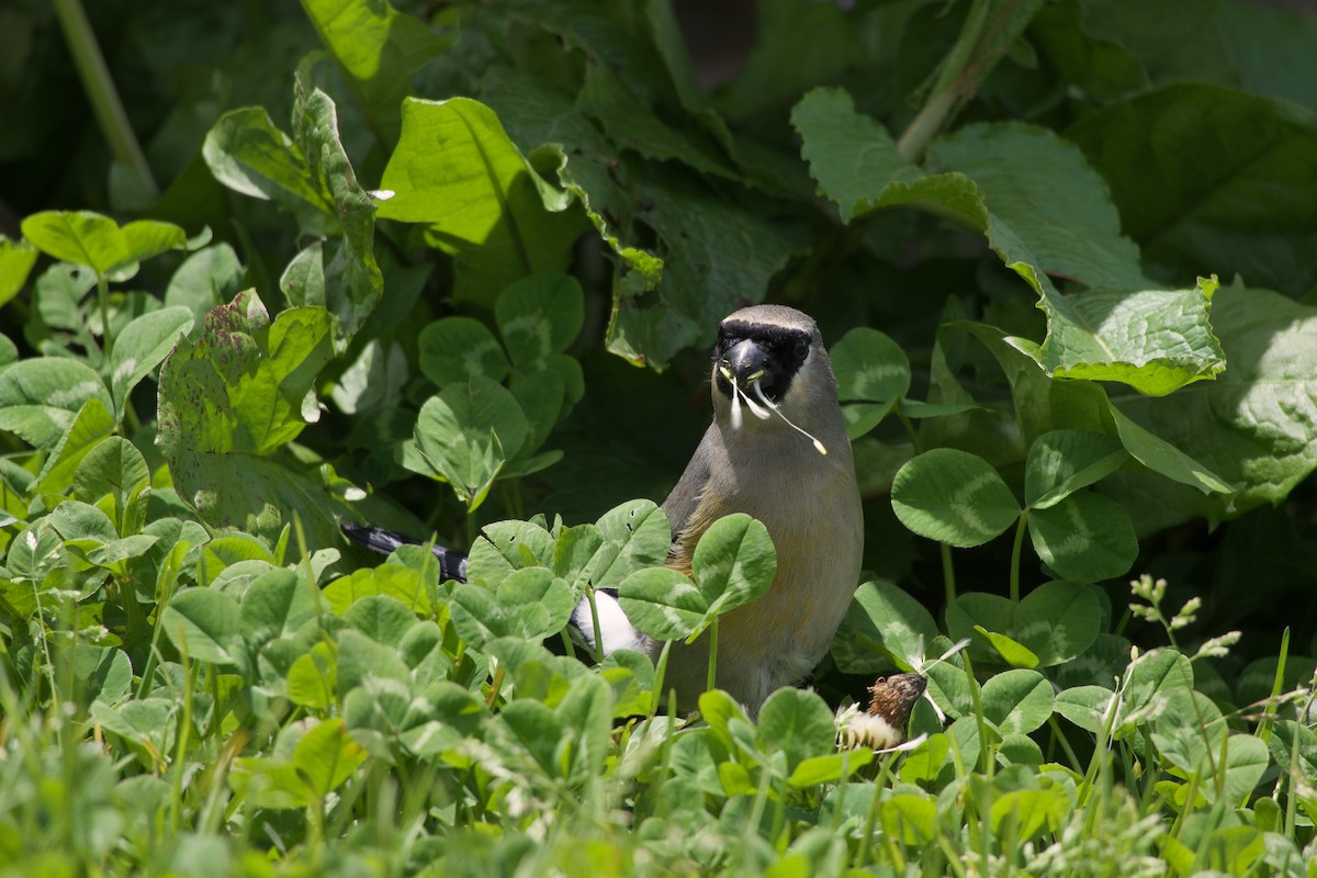 Taiwan Bullfinch - ML639982900