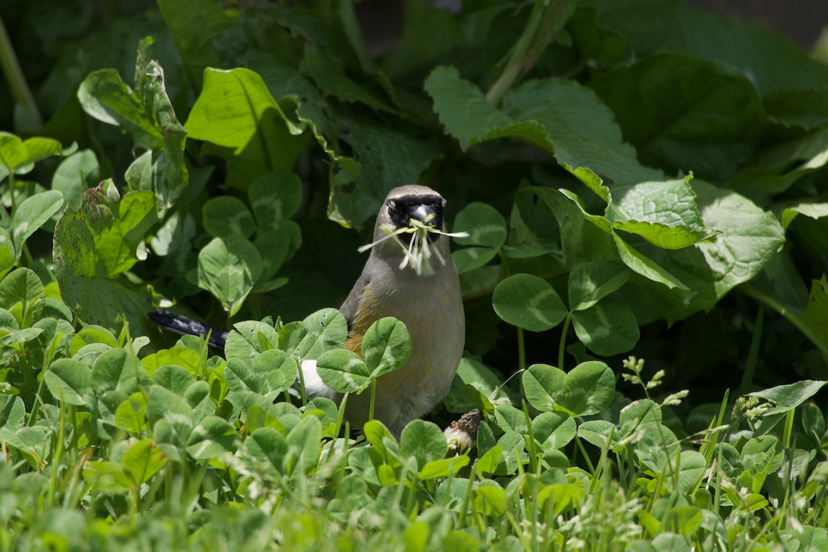 Taiwan Bullfinch - ML639982901