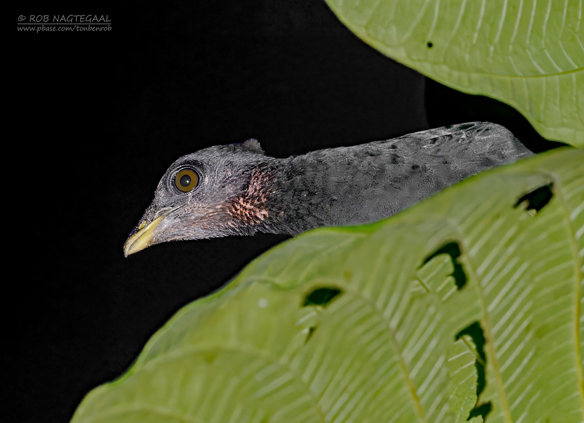 Dusky Megapode - ML639982911