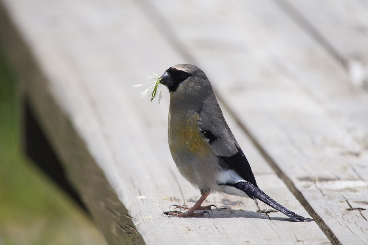 Taiwan Bullfinch - ML639982933