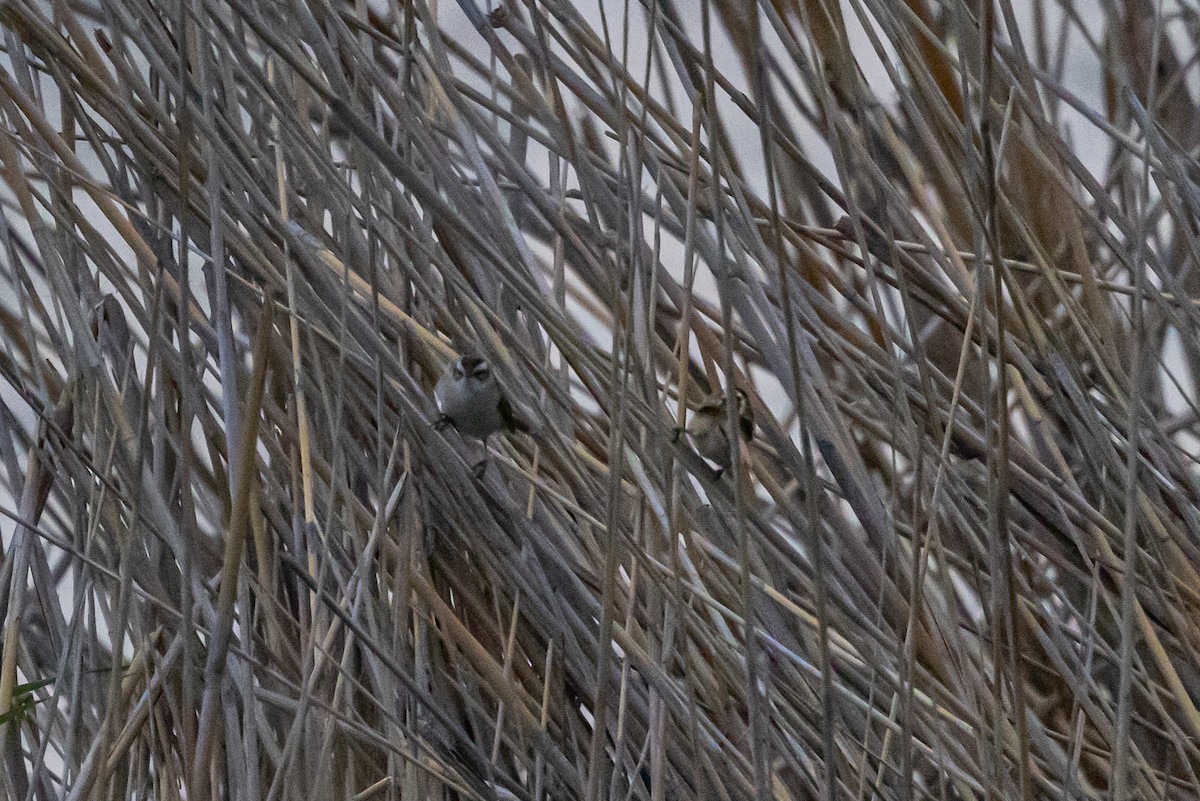 Moustached Warbler - ML639982971