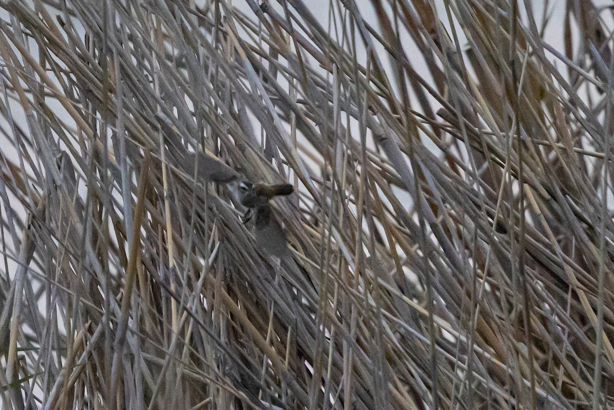 Moustached Warbler - ML639982974