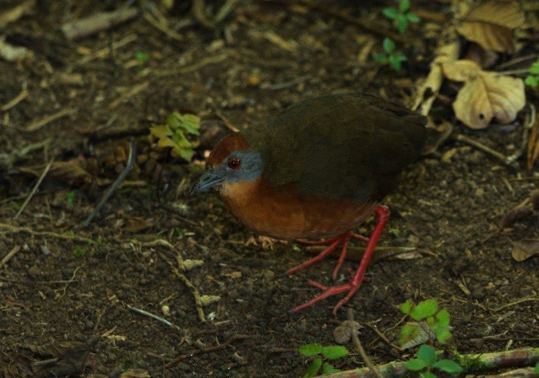 Russet-crowned Crake - ML639982993