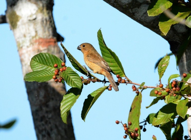 White-bellied Seedeater - ML639983006