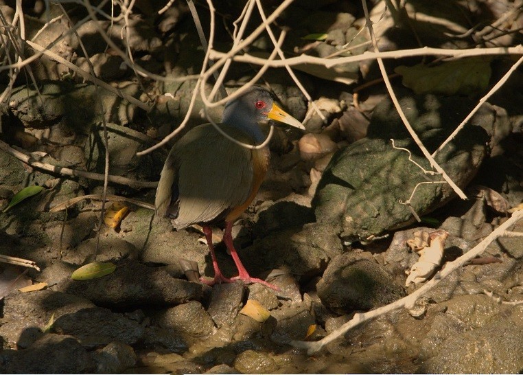Gray-cowled Wood-Rail - ML639983009