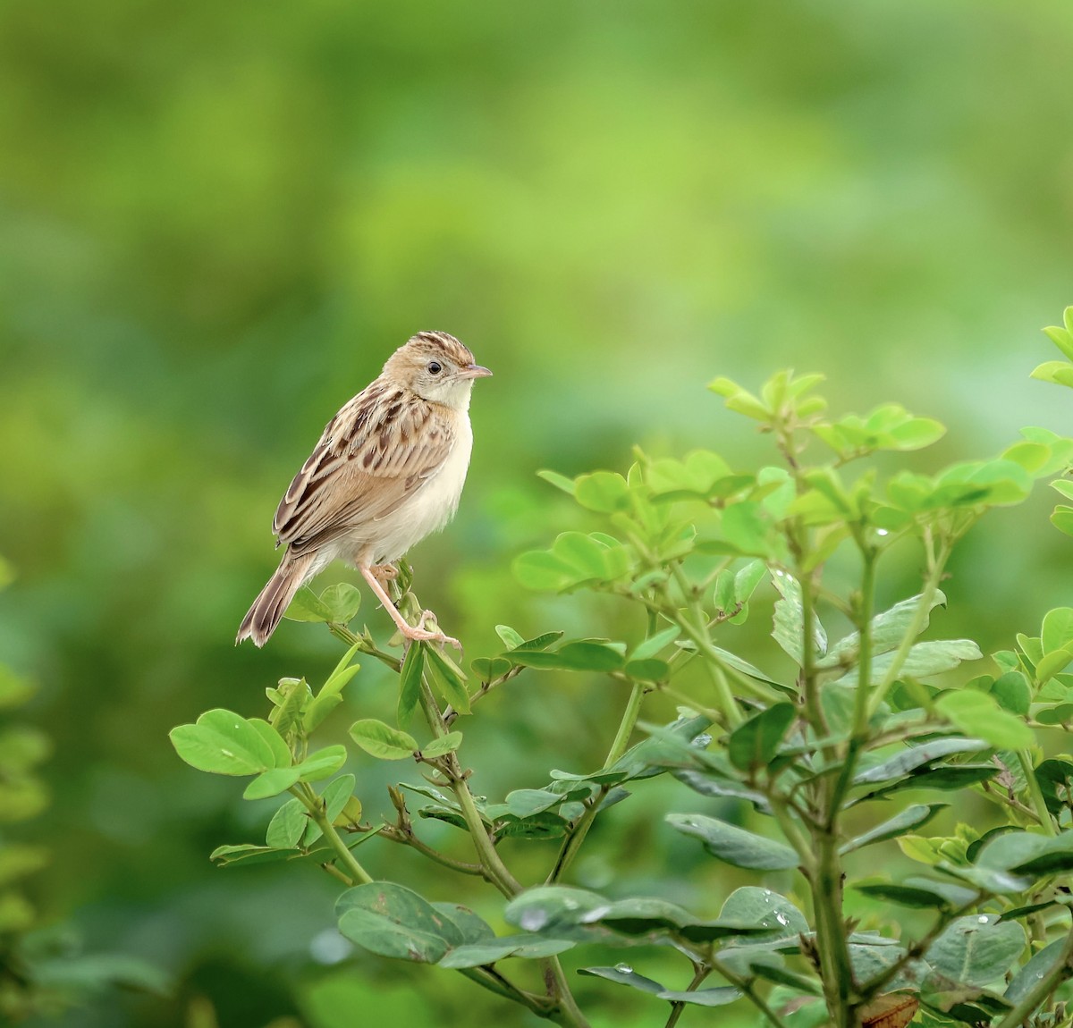 cistovník rákosníkový - ML639983027