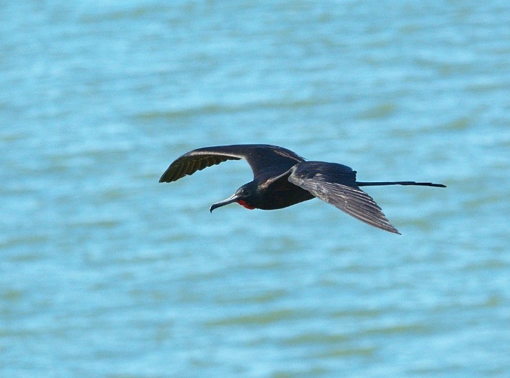 Magnificent Frigatebird - ML639983049