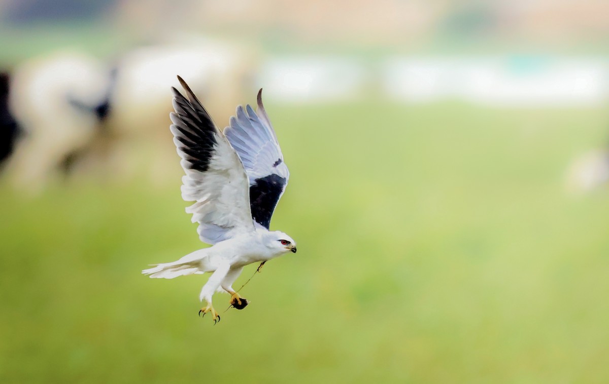 luněc šedý - ML639983059