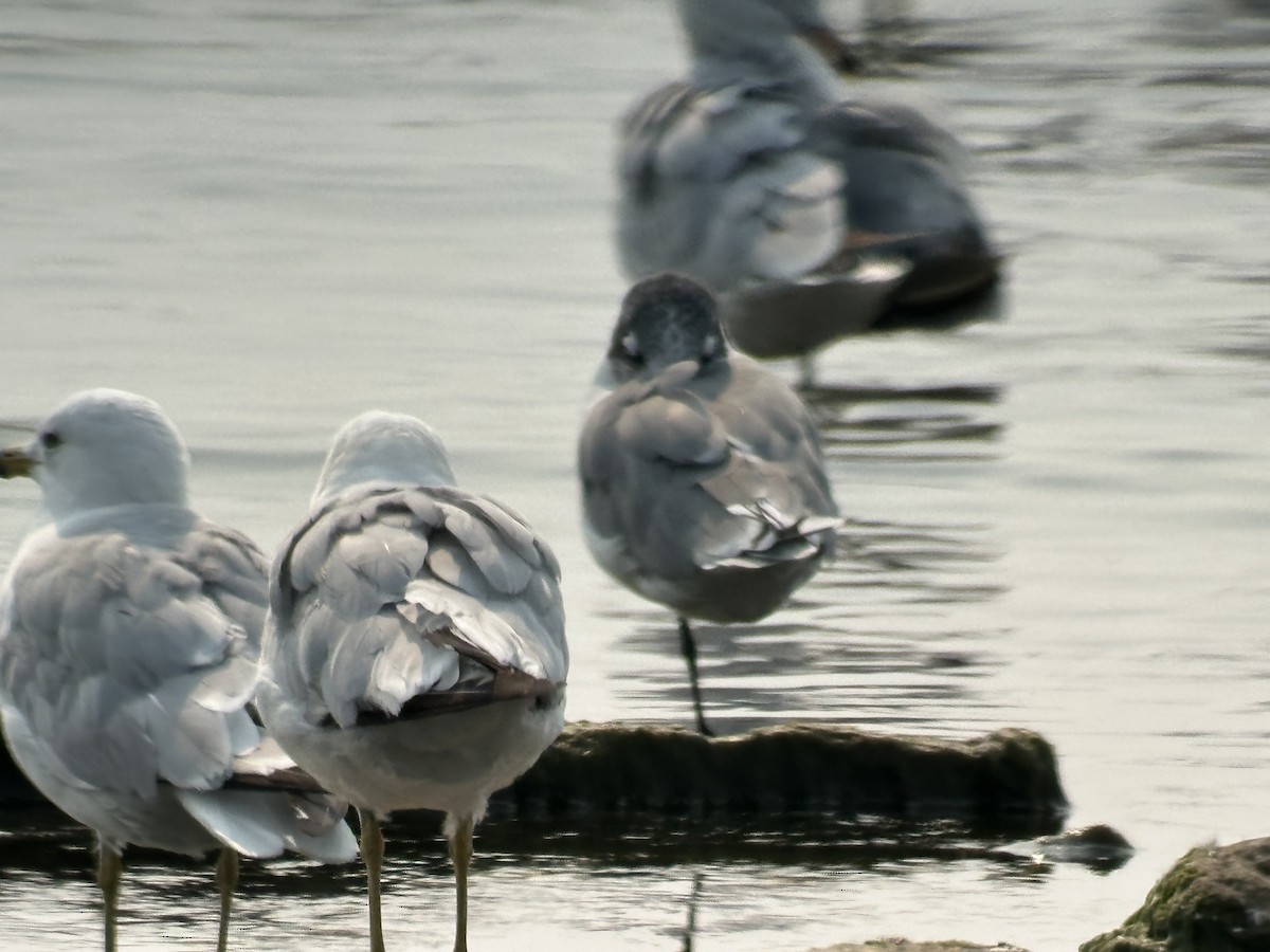 Franklin's Gull - ML639983086