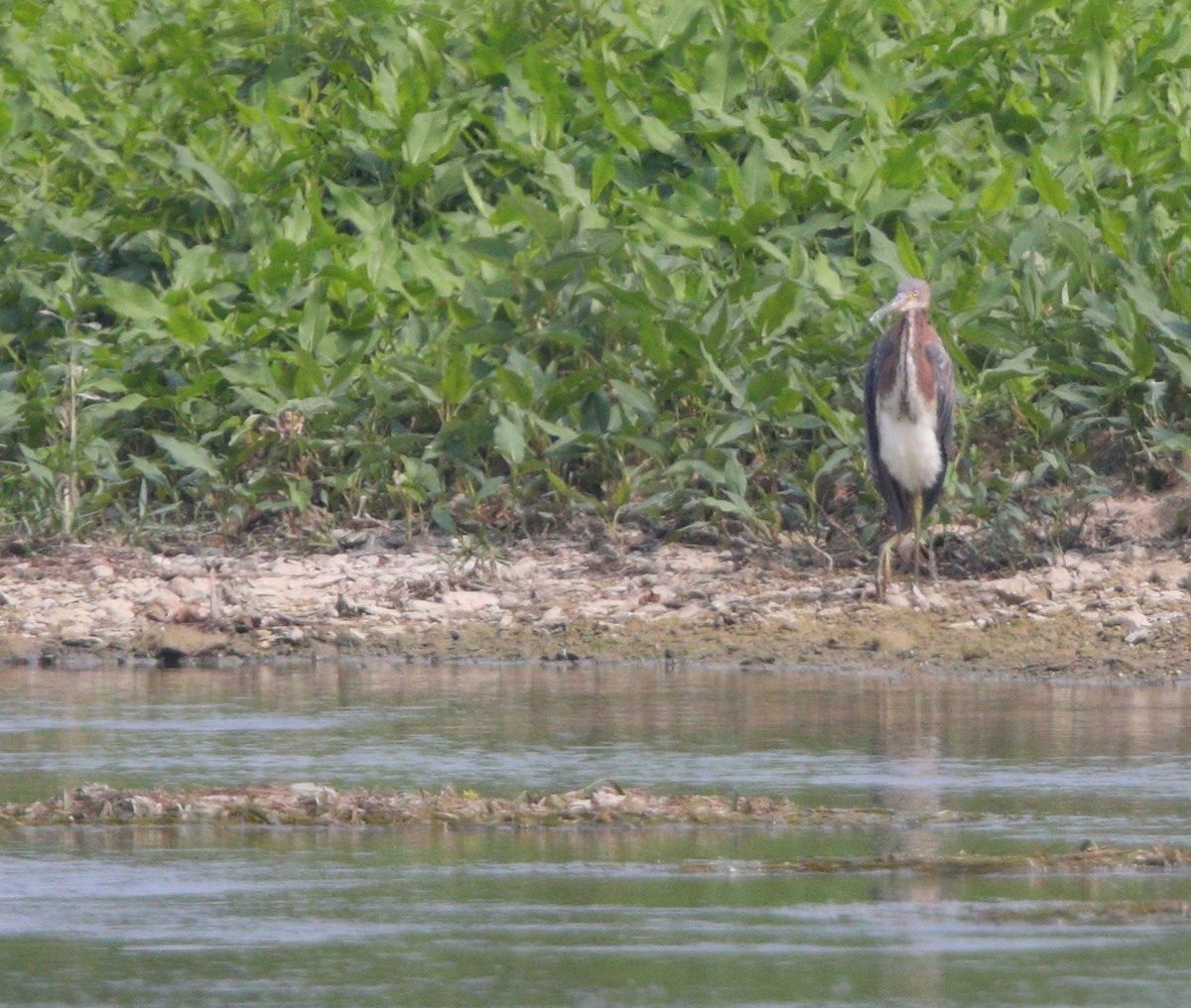Tricolored Heron - ML639983176