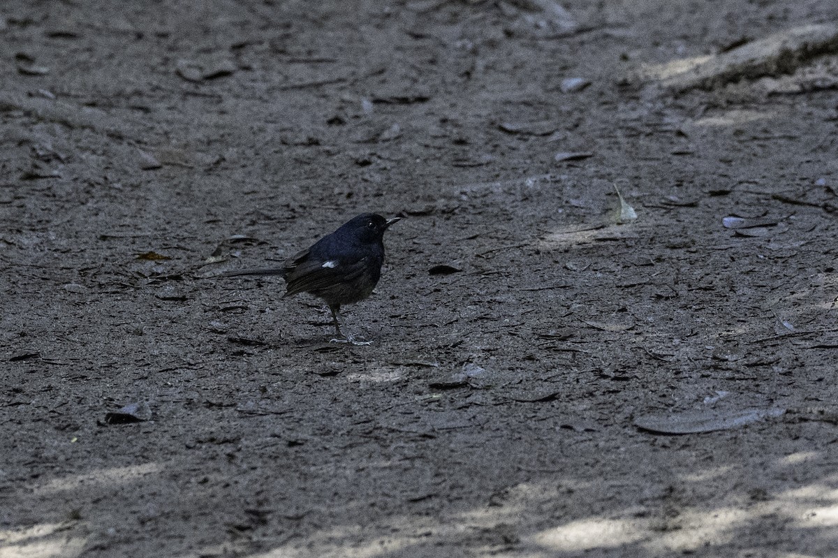 Madagascar Magpie-Robin - ML639983189